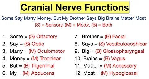 Cranial Nerves Mnemonic 2.