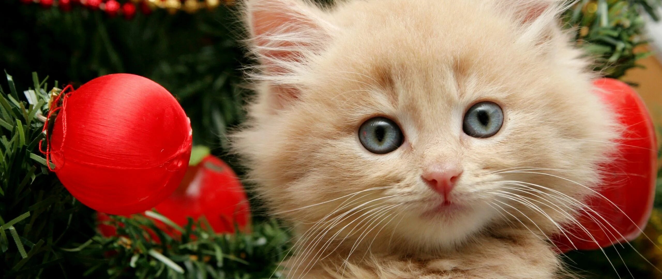 Рождественский кот. Коты в новогодних шапках. Новогодние котята. Новогодние авы. Новогодние котята.