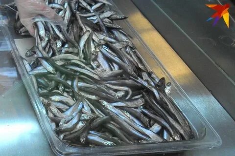 Мойва польза и вред для организма