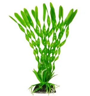 14 plants