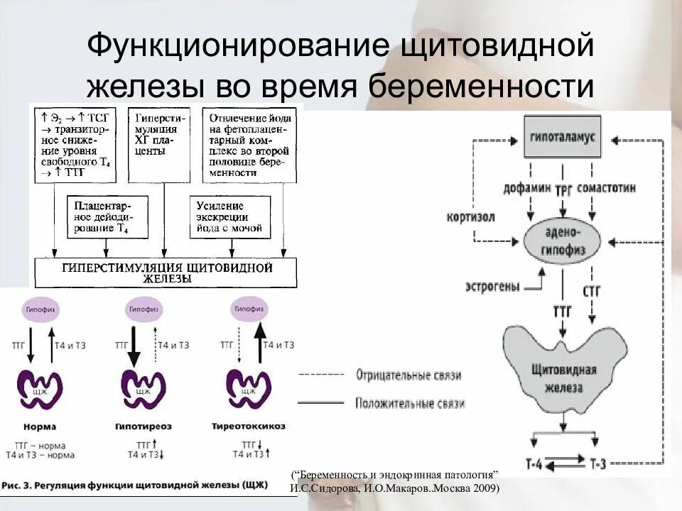 ТТГ схема эффектов. Гормоны щитовидной железы и беременность. Регуляция гормонов щитовидной железы схема. Щитовидная железа гормоны репродуктивная система. Гормон тиреотропный за что отвечает у женщин