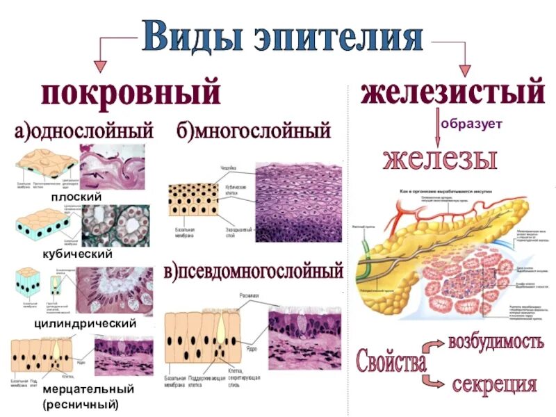 Где находится эпителий. Покровный эпителий строение ткани. строение эпителиальной ткани покровный эпителий. типы эпителиальной ткани схемы. покровный эпителий строение и функции таблица.