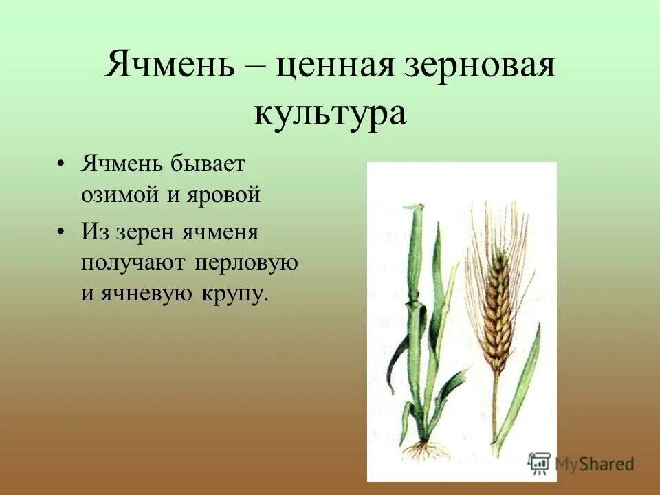 Особенности ячменя. Ячмень обыкновенный злаки. Важнейшие злаковые культуры ячмень. Ячмень зерновая культура культура. Зерновые культурные растения.