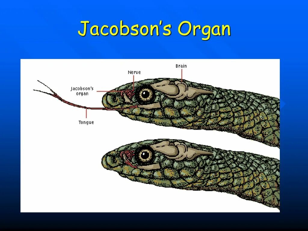 Пресмыкающиеся Якобсонов орган. Якобсонов орган у рептилий. Орган Якобсона у змеи. Якобсонов орган ящерицы.