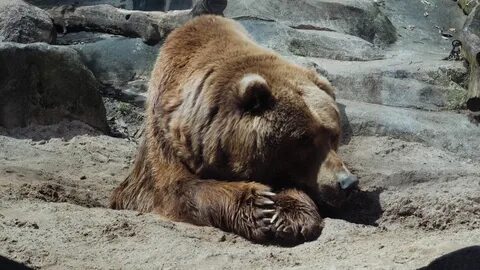 Приснился медведь бурый к чему женщине