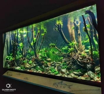 Пресные аквариумы