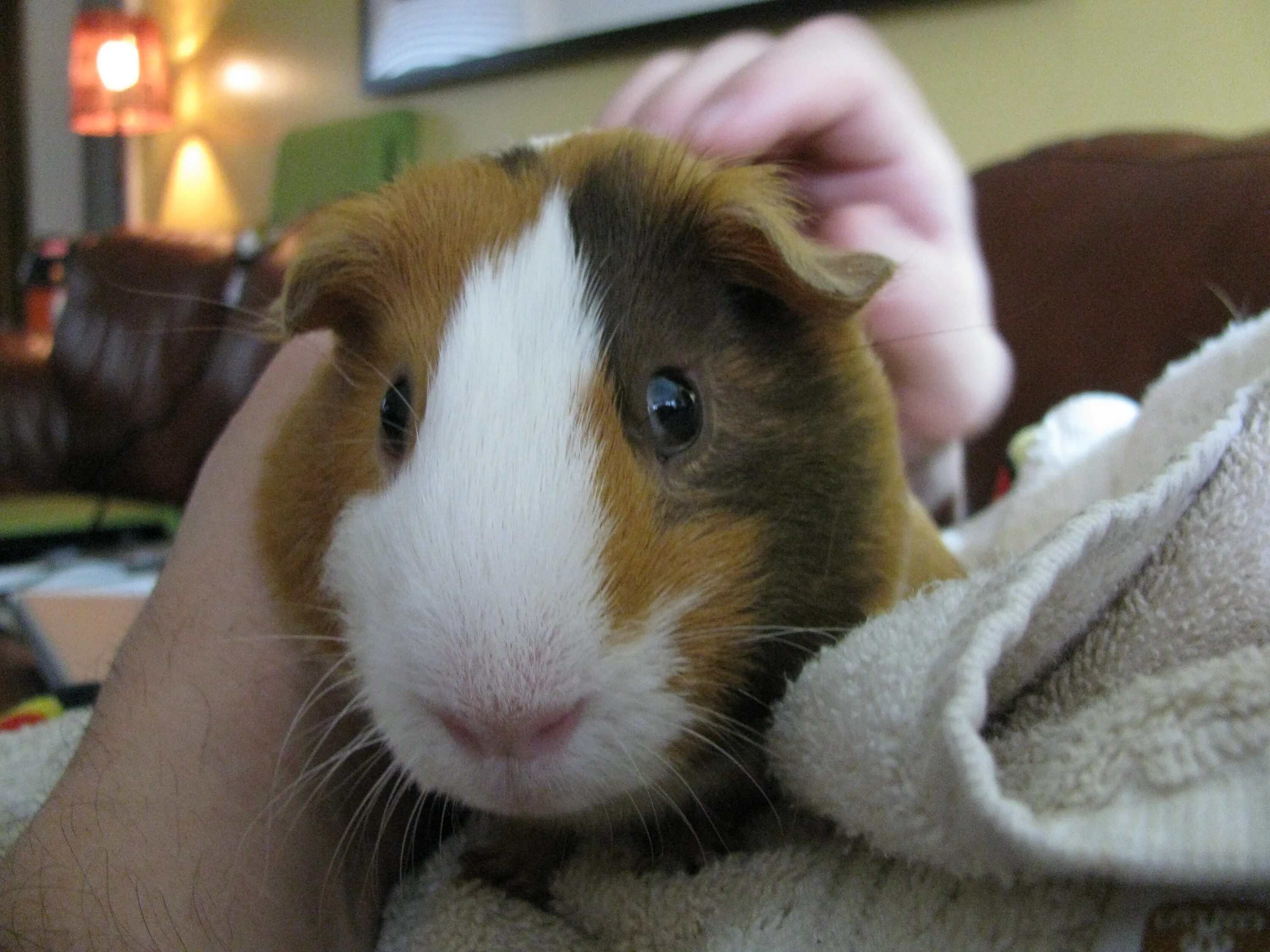 Уши морской свинки. Каловый мешочек у морских свинок. Уши морской свинки. Уши морской свинки. Уши морской свинки.