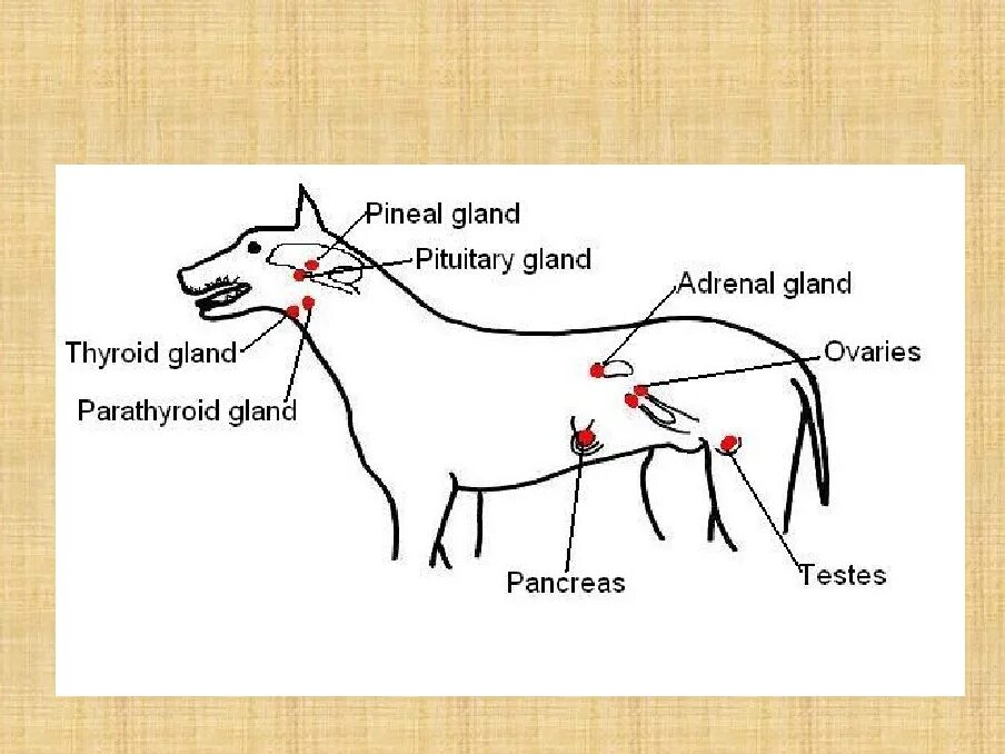 Где у собаки железы. Железы внутренней секреции собаки. Система органов внутренней секреции собак. Органы эндокринной системы животных. Эндокринная система животных схема.