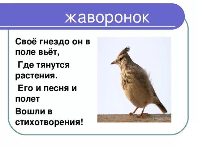 Произведение жуковского жаворонок и приход весны. Жуковский Жаворонок 2 класс. Жаворонки стих. Стих Жаворонок.