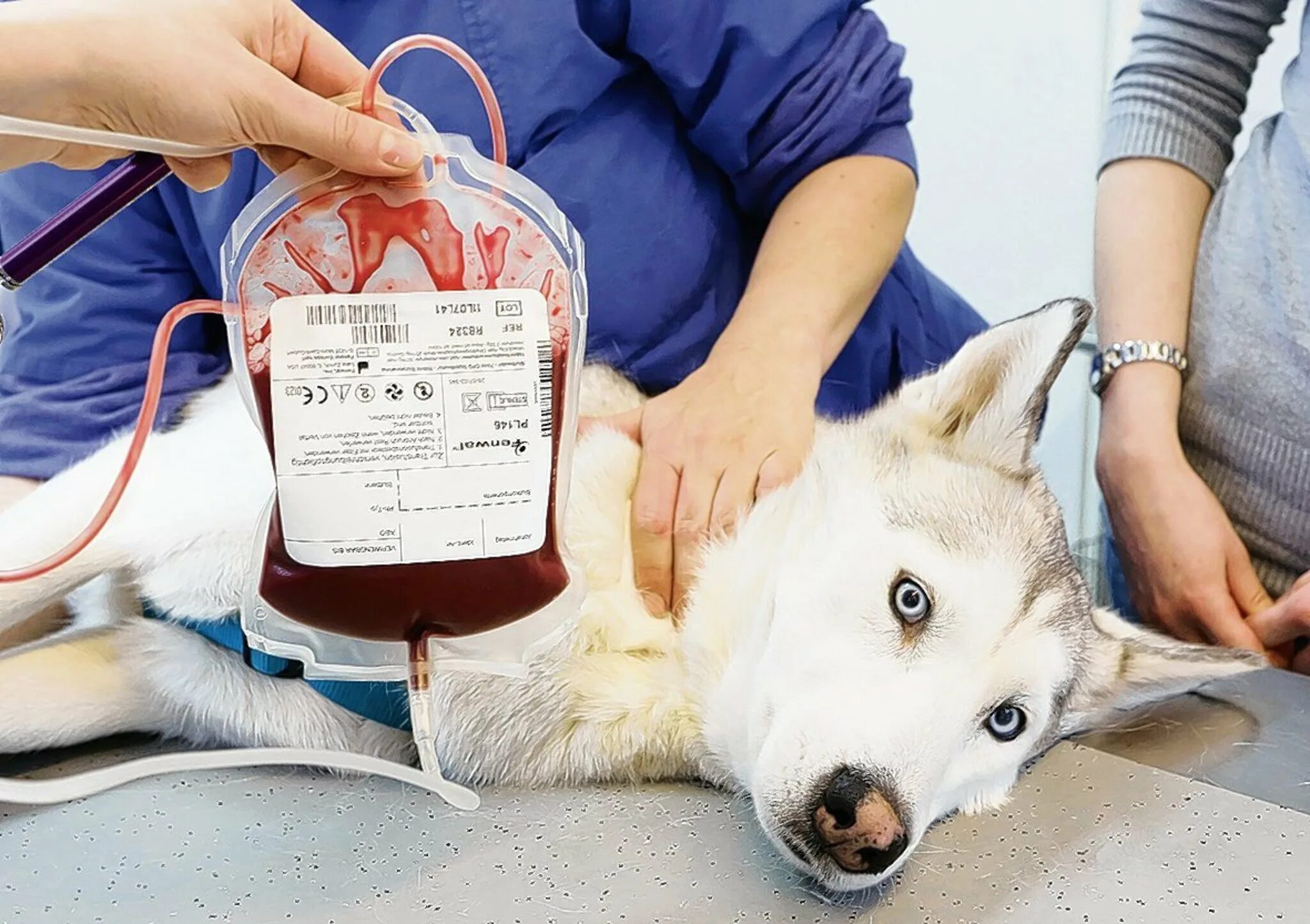 Собака пьет кровь. Химиотерапия у животных. Группы крови у собак. Первая помощь животным.