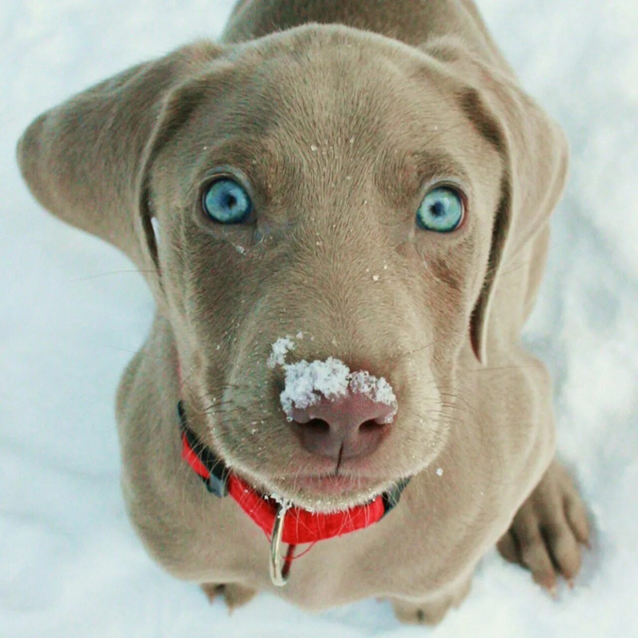 Веймаранер лабрадор. Веймаранер голубой. Веймаранер собака. Собака с голубыми глазами Веймаранер.