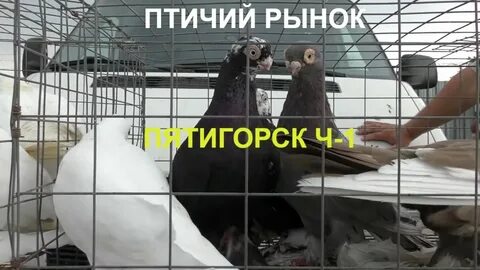 Голуби владикавказ 15