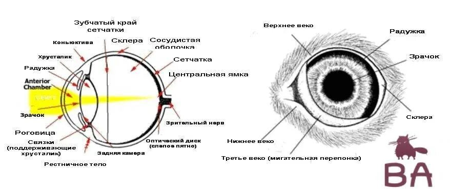 Что воспринимает световое изображение прошедшее через зрачок. Строение глаза кота с описанием. Схема строения глазного яблока животных. Строение глаза у кота анатомия. Строение глаза кошки схема с описанием.