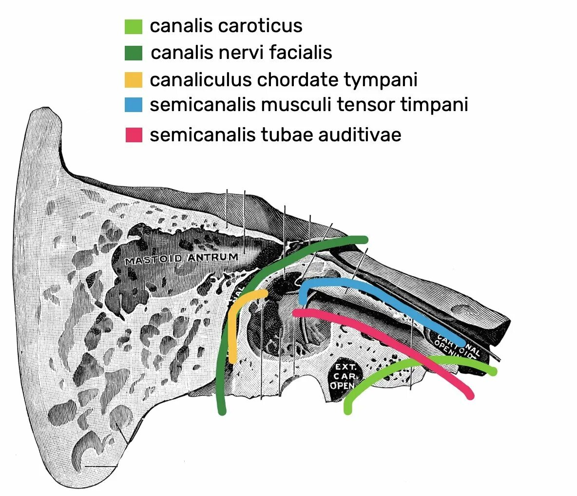 Ее канал называется. Мышечно-трубный канал височной кости. Canalis nervi Facialis на височной кости. Каналис супинаториус. Барабанный каналец височной кости на черепе.