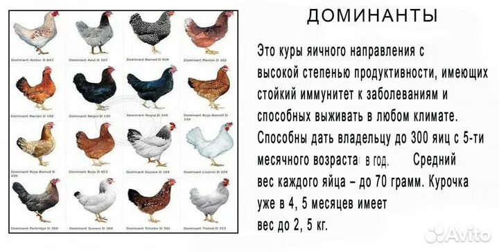 Сколько несут яиц доминант. Породы кур несушек доминант. куры несушки доминант 107. гс902 доминант куры. породы кур несушек таблица.