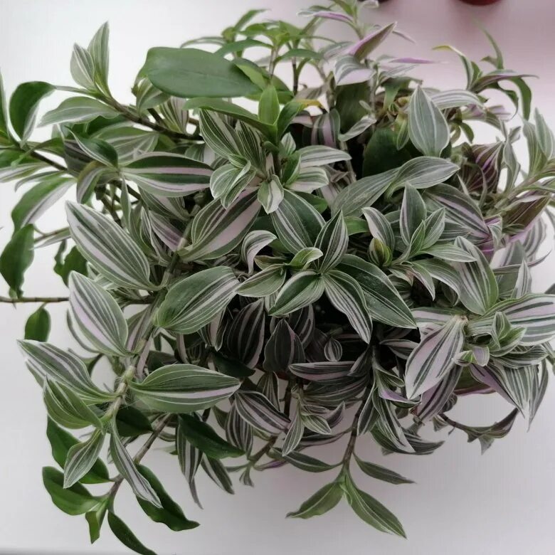 Как выглядит растение традесканция Tripogandra Serrulata Purple Scimitars Tradescantia Elongata Spiderwort eB