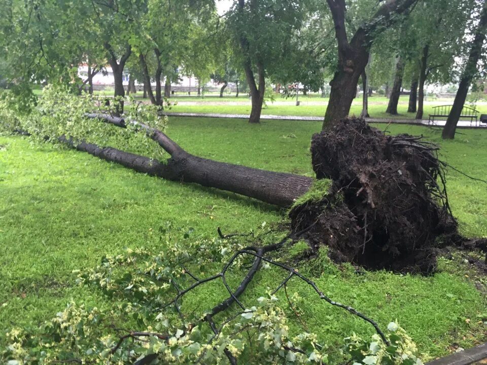 Ураган в Перми 10 июля 2019. Упавшее дерево. Поваленное дерево. Падающее дерево. Деревья не терпят