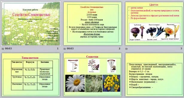 Признаки сложноцветных растений. Семейства покрытосеменных растений сложноцветные. Семейство сложноцветные формула. Дикорастущие сложноцветные растения. Класс двудольных семейство бобовых сложноцветные.