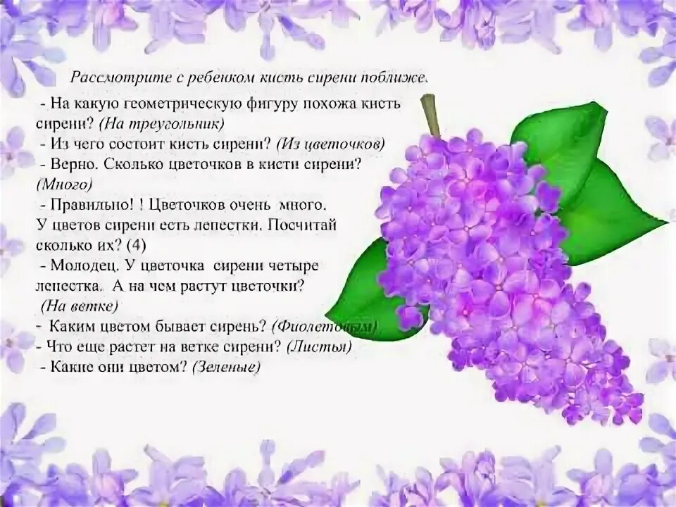 Рисование сирень 2 младшая группа. Наблюдение за сиренью. Наблюдение за веточками сирени. Веточка сирени 2 младшая. 2 ветка сирени