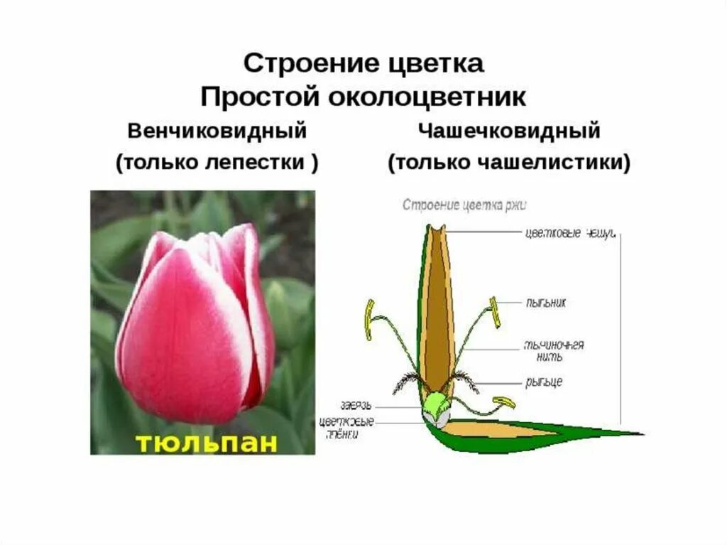 Примеры простых цветков. Околоцветник простой венчиковидный чашечковидный. Тип околоцветника у тюльпана. Строение цветка околоцветник. Строение околоцветника тюльпана.