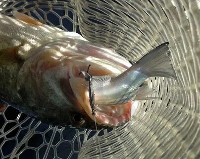 Does it eat fish