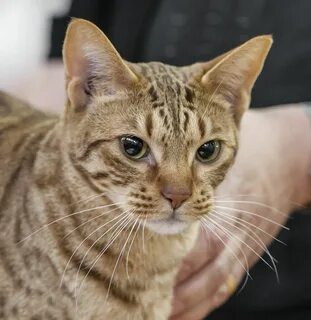 Оцикет кошка