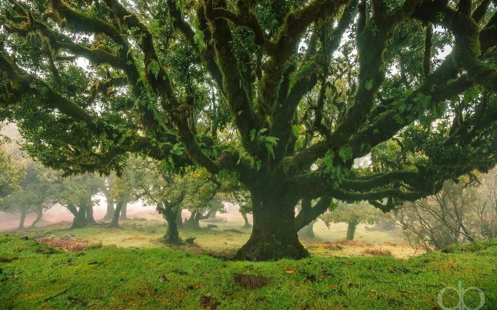 There are on the tree