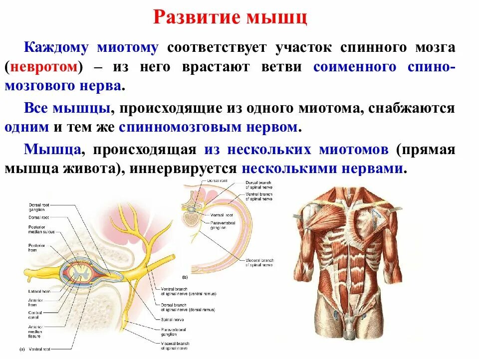 Основные мышцы для развития. Формирование мышц. Развитие мускулатуры. Миотомы спинного мозга. Мышцы спинного мозга.