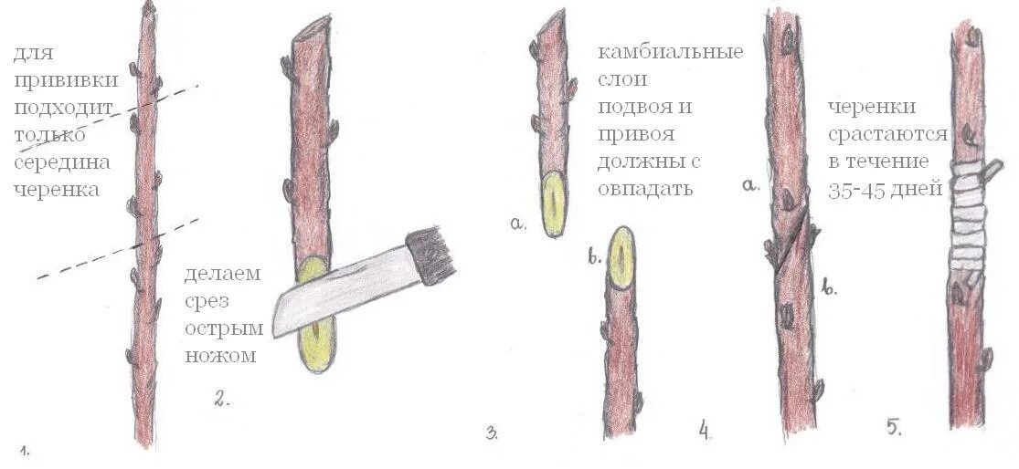 Срез черенка. Окулировка плодовых деревьев. Прививка растений окулировка копулировка. Прививка яблони подвой привой. Окулировка яблони весной.