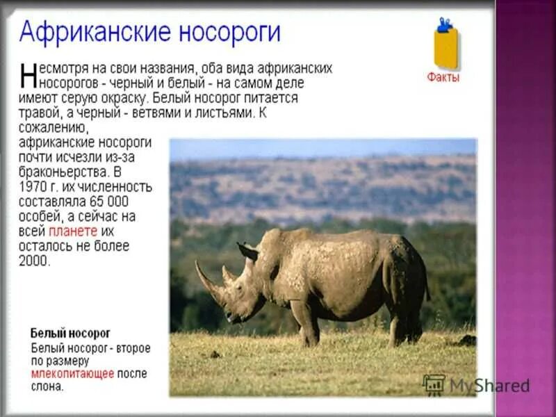 Почему носорога так назвали 2
