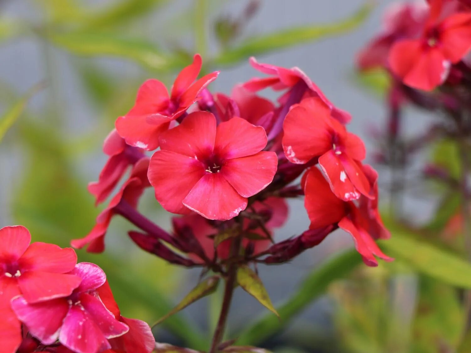 флокс санрайз. флокс текила санрайз. флокс санрайз. флокс метельчатый tequila sunrise (текила санрайз). B85 phlox (p) ‘tequila sunrise’.