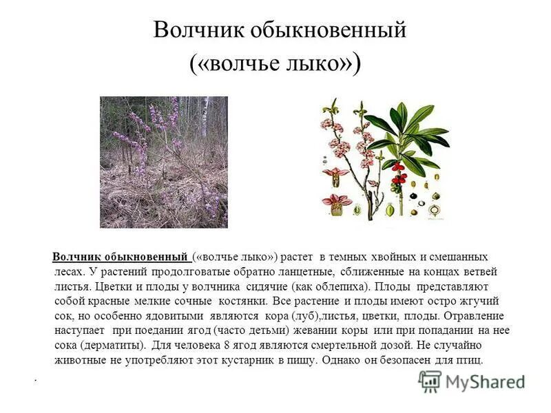 волчье лыко ядовитое растение 2 класс. волчье лыко 3 класс. волчеягодник обыкновенный ядовитое растение. волчье лыко 3 класс. волчье лыко ядовитое растение 2 класс.