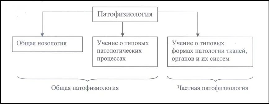 Разделы патофизиологии. Разделы нозологии патофизиология. Разделы патологической физиологии. Общая нозология патофизиология.