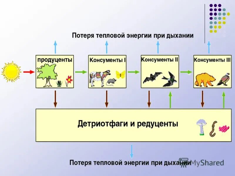 Цепь питания паразитов. Цепь питания паразитов