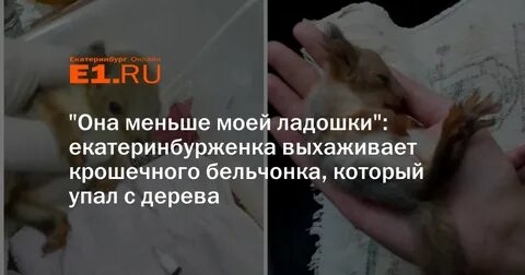 Пранк вышел из под контроля бельчонок фф