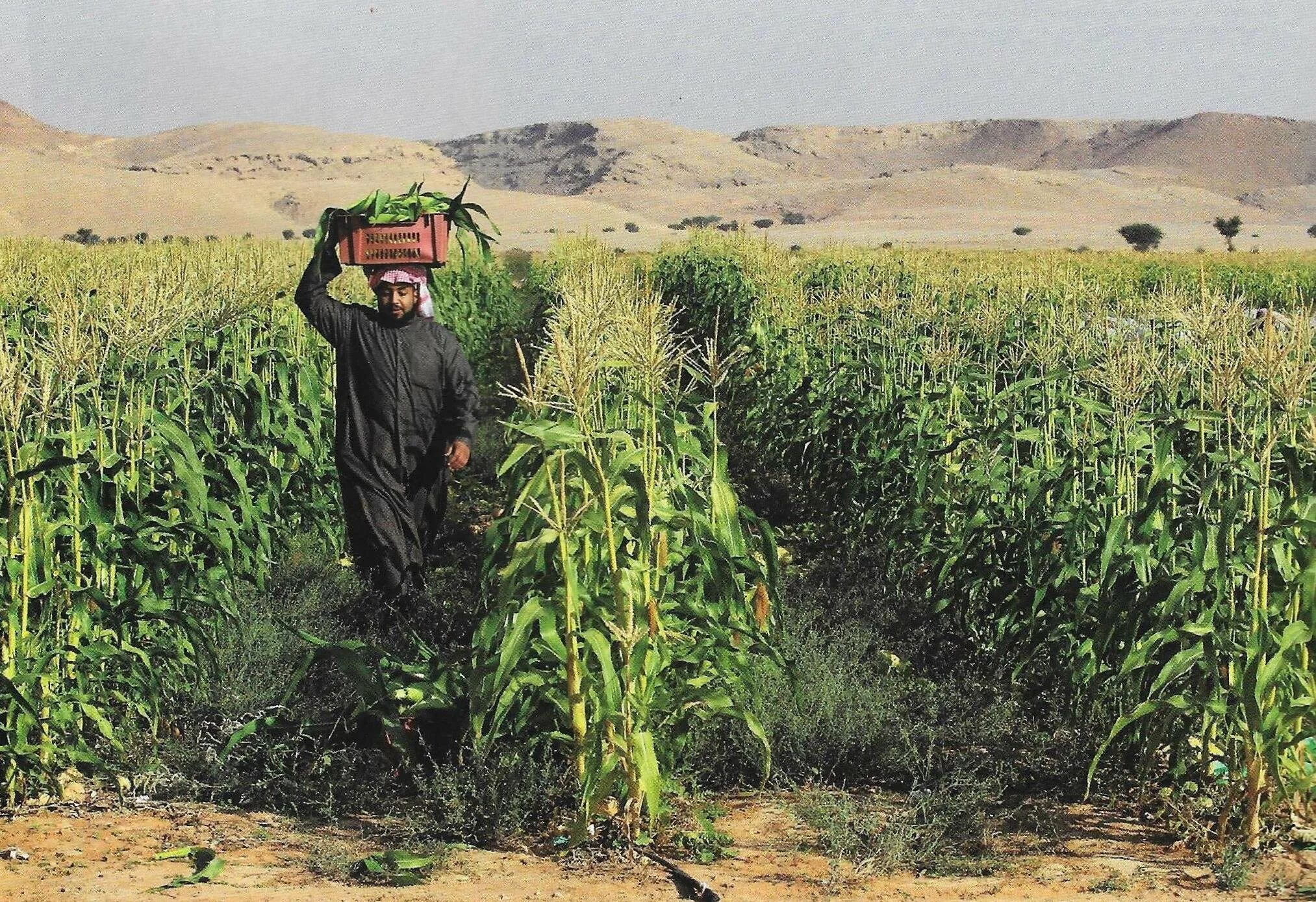 Салала Оман сельское хозяйство. Поливное земледелие Саудовская Аравия. Оазисное земледелие ОАЭ. Объединённые арабские эмираты сельское хозяйство.