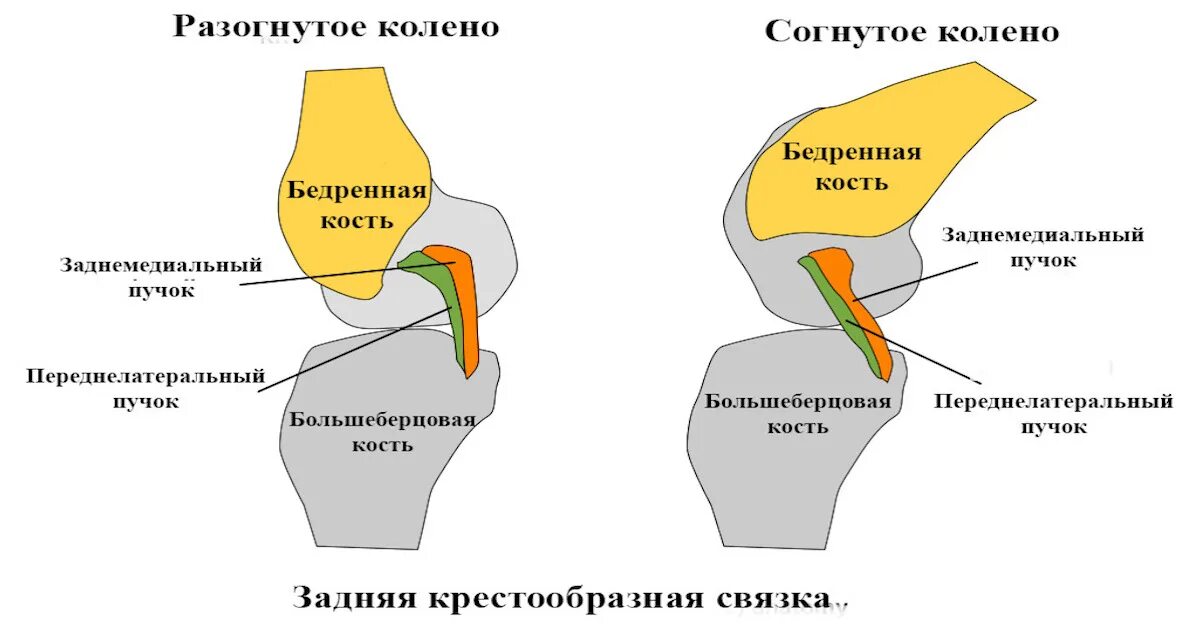 Что значит связки. Внутрисуставные связки коленного сустава. Коленный сустав сгибается. Пучки передней крестообразной связки.