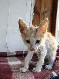 Бедный котик