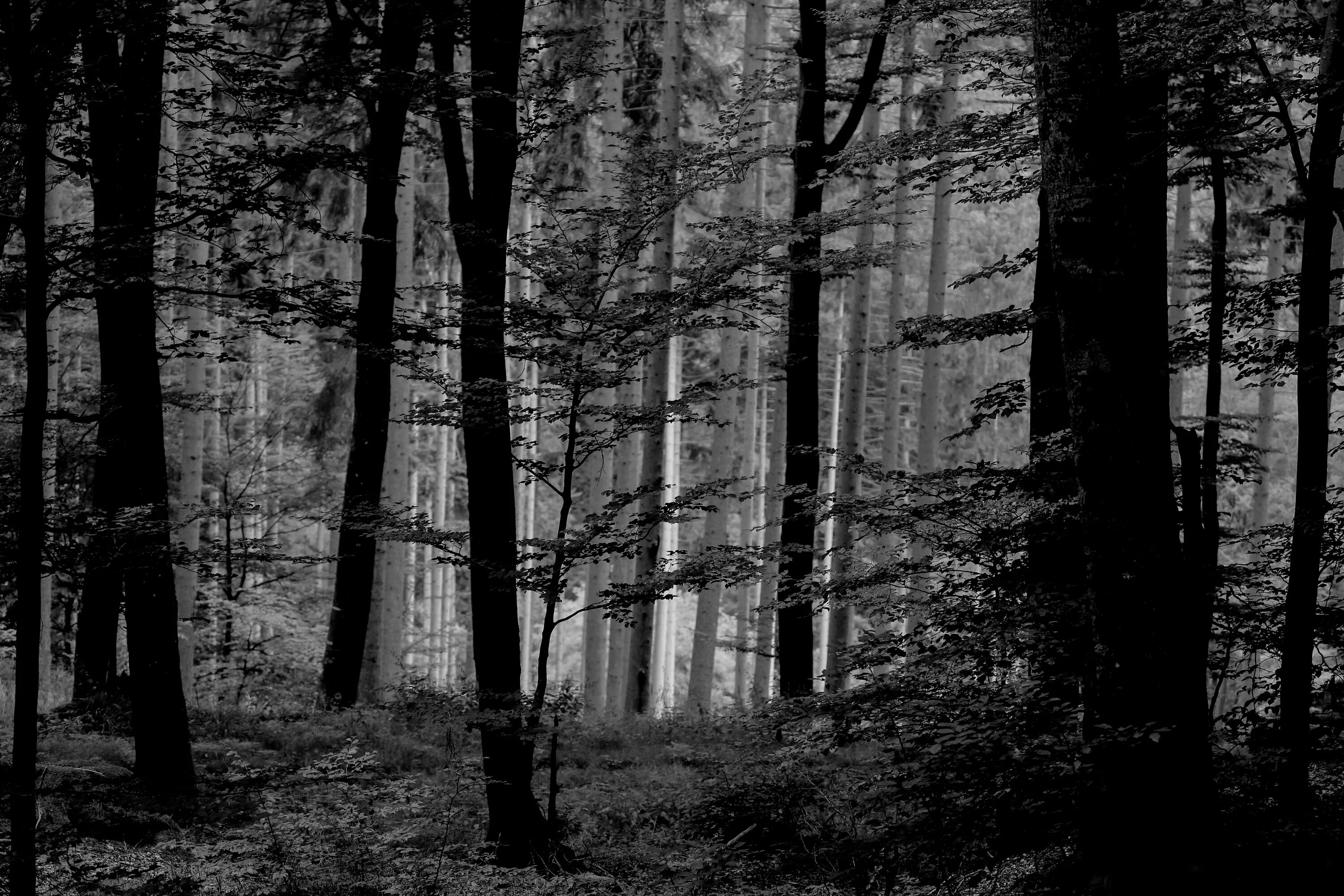 Самый черный лес. Шварцвальд темный лес. Чёрный лес Шварцвальд сосны. Чёрно белый лес. Черно белый лес.