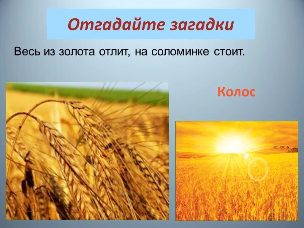 Загадка про пшеницу. Загадки про земледелие. Загадка про солому. Загадка про Колос. Отгадай загадку белая корзинка золотое донце