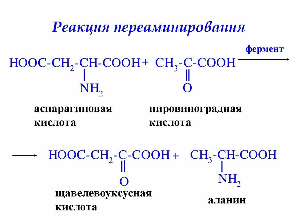 Трансаминирование аспарагиновой кислоты с оксоглутаровой кислотой. Реакция трансаминирования аминокислот. Реакция переаминирования аминокислот. Трансаминирования между глутаминовой и пировиноградной кислотами..