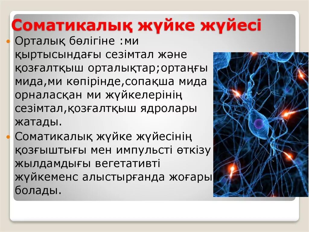 Жүйке жүйесі презентация. Жүйке физиологиясы презентация. Нерв жүйесі. Жүйке жүйесі физиологиясы презентация.