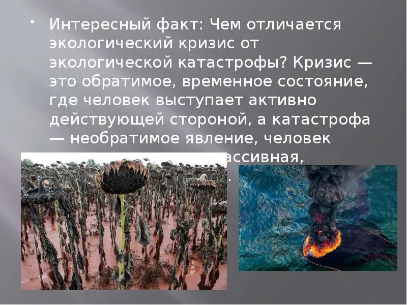 Экологические катастрофы в россии за последнее время. Последствия экологических катастроф. Недавно эклогические котострофы. Не давнии экологические катастрофы. Экологический кризис отличается от экологической катастрофы.