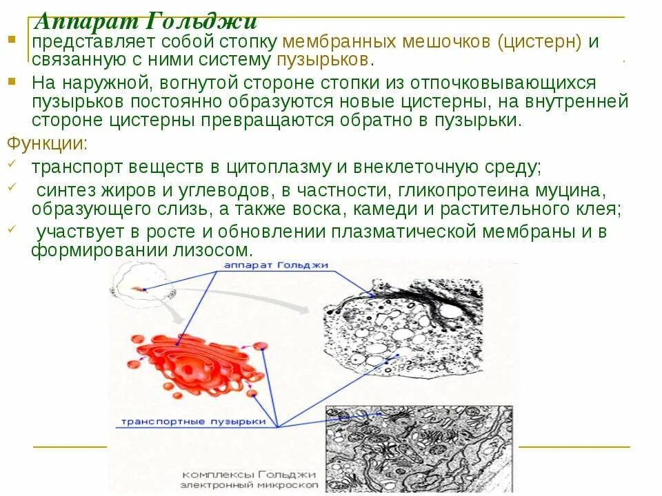 Мембрана аппарата гольджи. Цистерны аппарата гольджи. Система плоских цистерн. Эпс рибосомы мембрана. Комплекс аппарат гольджи функции.