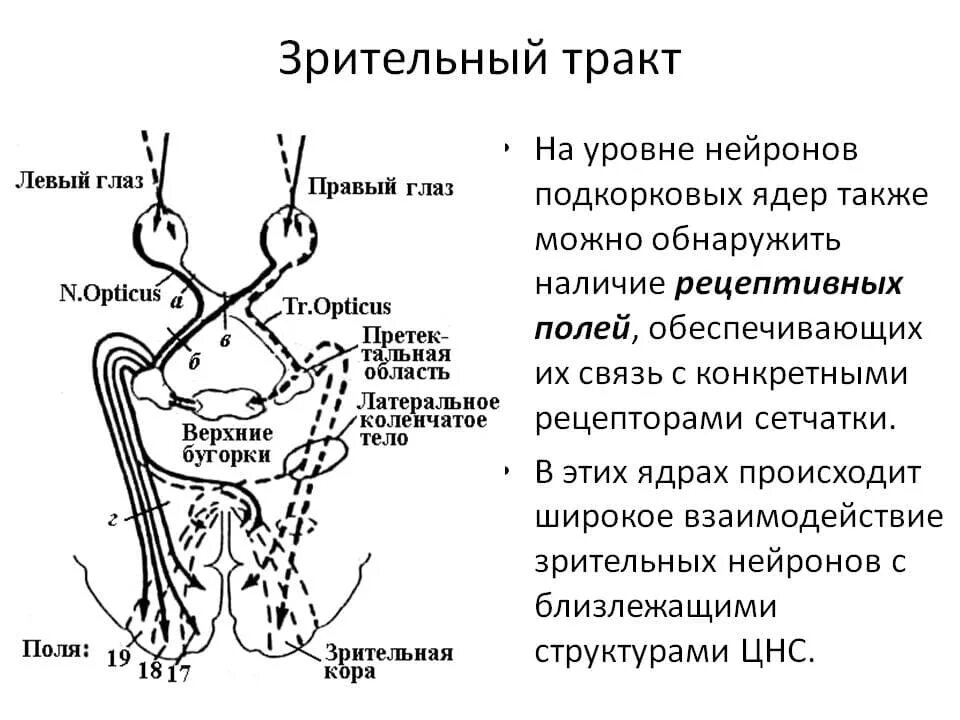 Зрительный нерв образован. Зрительный нерв хиазма зрительный тракт. Какие структуры образуют зрительный тракт. Зрительный Перекрест схема. Строение зрительного тракта.