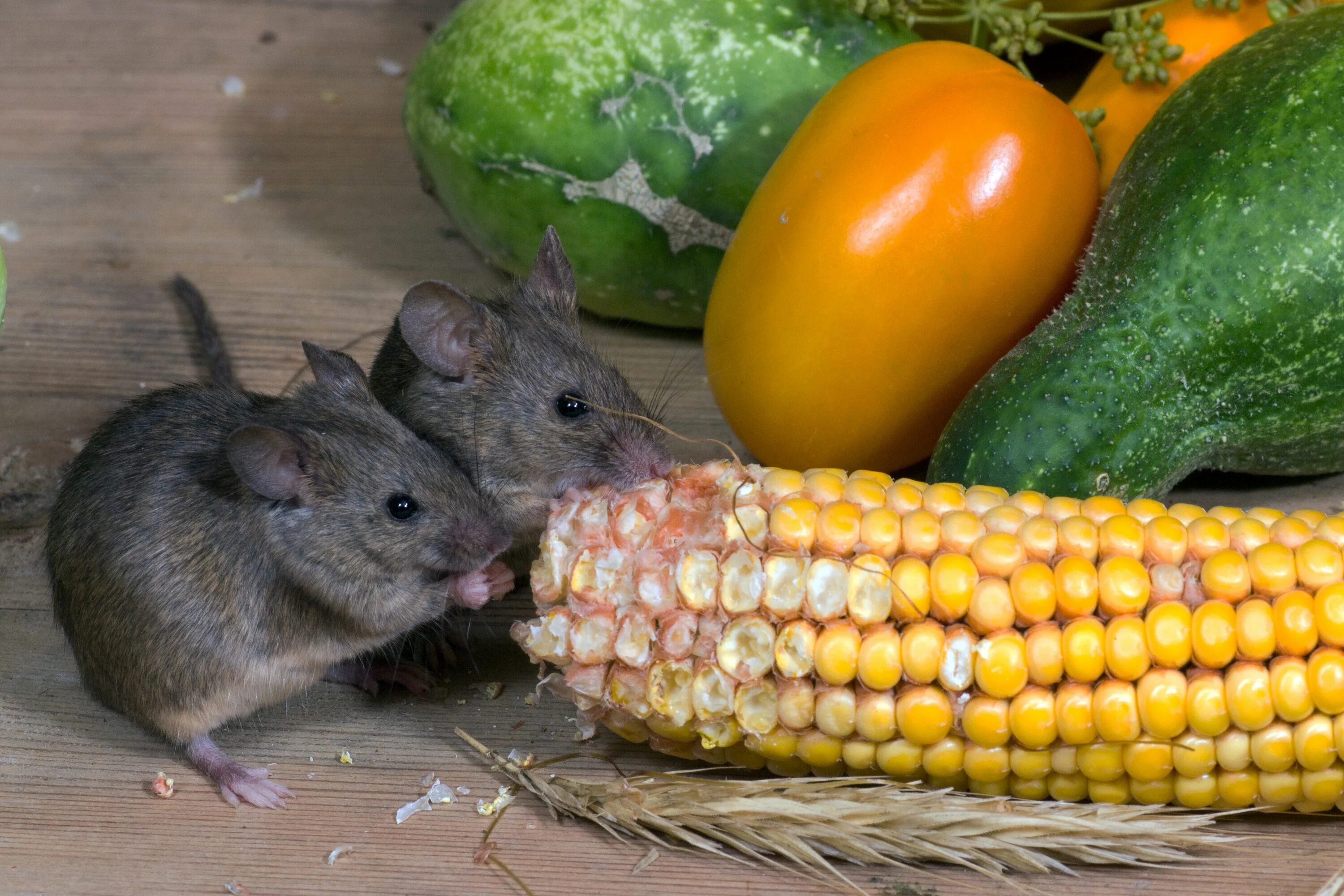 Two mouse