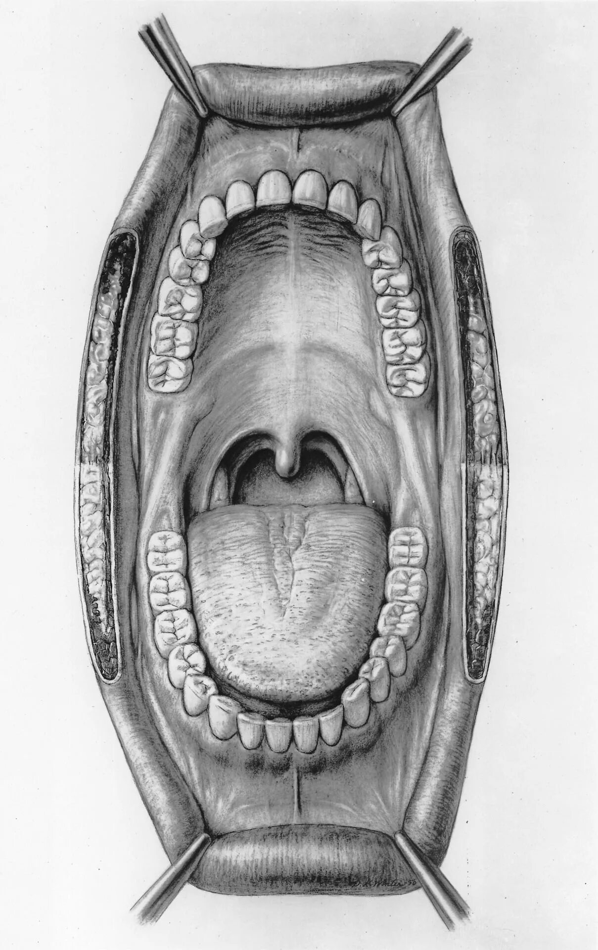 Крылочелюстная складка нижней челюсти. Ротовая полость анатомия зубы. Анатомия твердого неба верхней челюсти. Ротовая полость анатомия 3д. Ротовая полость форма