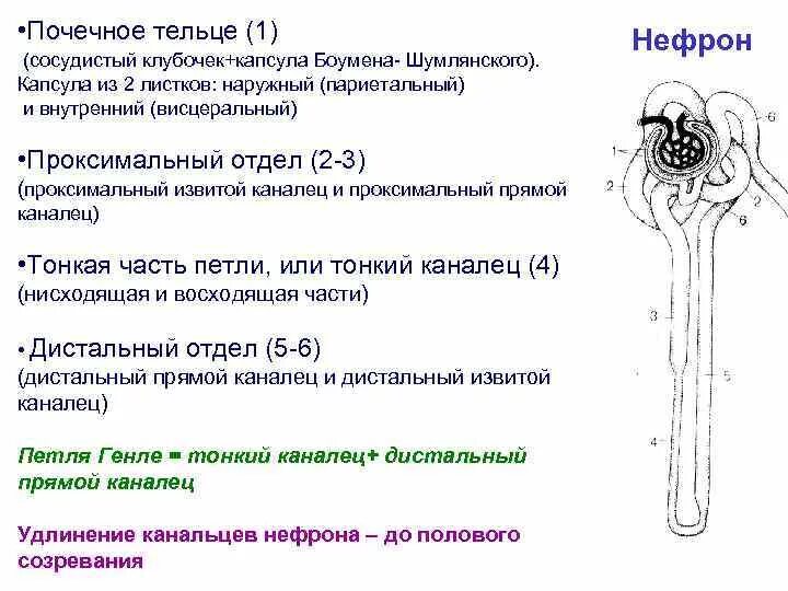 Капсулы нефронов находятся в мозговом. Капсула клубочка нефрона функция. Функция почечного тельца нефрона. Тельце Шумлянского-Боумена. Капсула Боумена-Шумлянского функции.