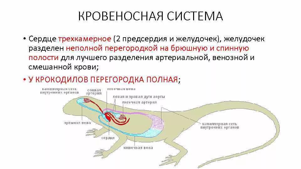 Схема кровообращения крокодила. Аллигатор сердце. Строение сердца крокодилов. Сердце крокодила. Строение тела крокодила.