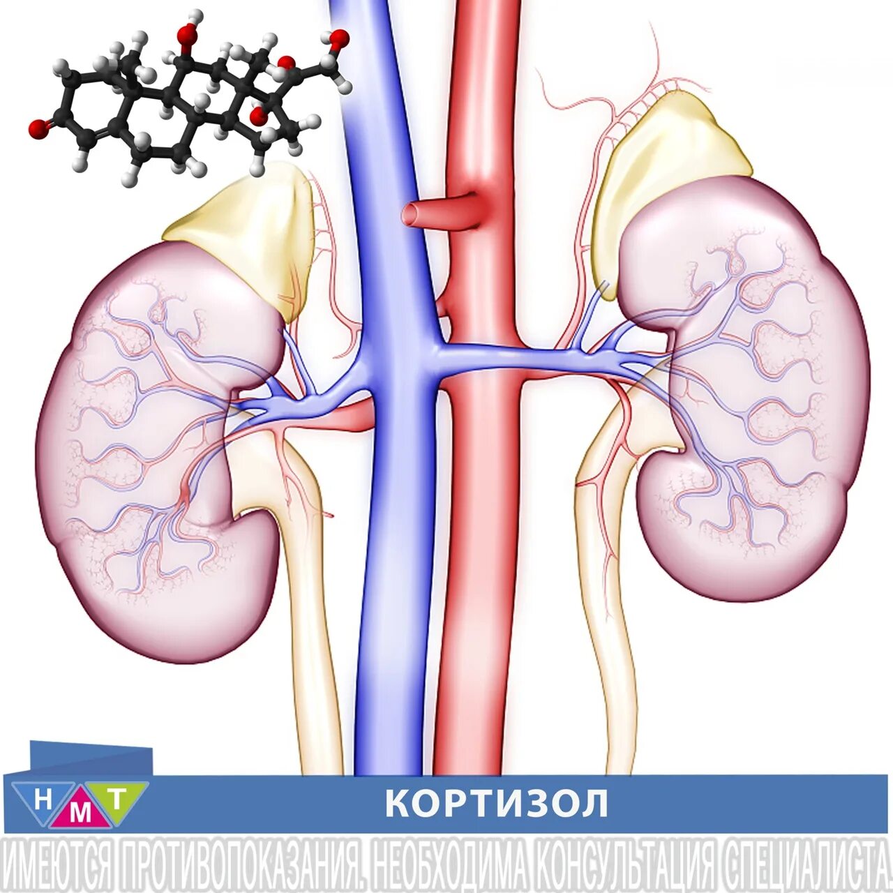 Гормоны стресса надпочечников. Гормоны надпочечников кортизол. Стресс кортизол. Надпочечники и стресс. Кортизол мышцы.